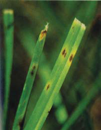 leaf spot